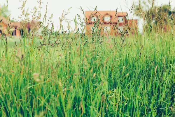 Tall Grass Cutting in Lafayette