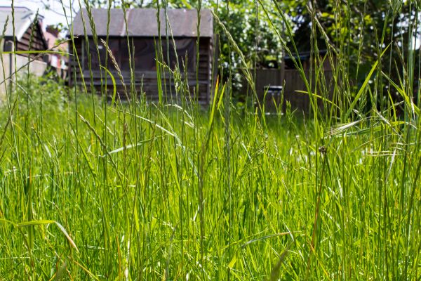 Overgrown Lawn Trimming in Lafayette